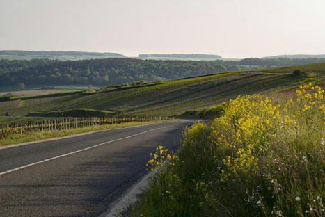 Une étude de grande ampleur sur le profil des vignerons ou vigneronnes en Champagne, | Le fil d'actualités de l'URCA | Scoop.it