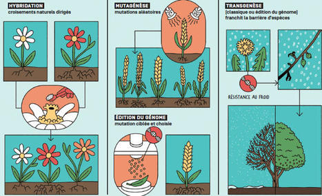 Stratégie scientifique pour l’amélioration des plantes | SCIENCES DU VEGETAL | Scoop.it