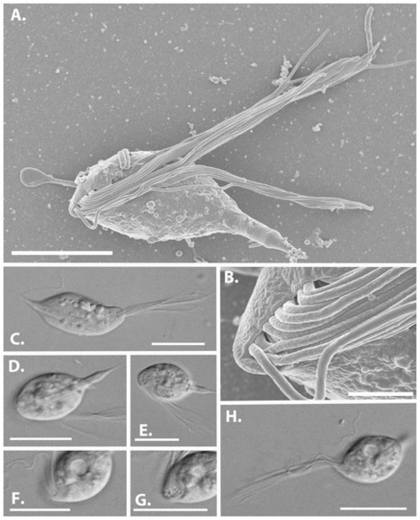 Des monstres de science-fiction... de 20 microns | EntomoNews | Scoop.it