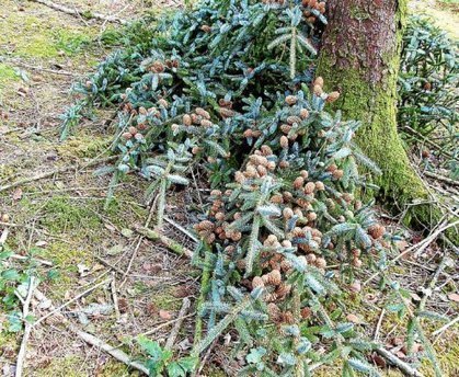 Forêts bretonnes : le vampire des épicéas fait des ravages | EntomoNews | Scoop.it