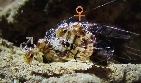 Cet insecte chez qui la femelle a un p&eacute;nis et le m&acirc;le, un vagin | EntomoScience | Scoop.it