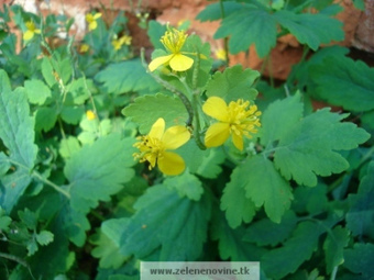 Biljke koje pomažu lečenje zloćudnih tumora | ZELENE NOVINE | ЛЕКОВИТО БИЉЕ | Scoop.it