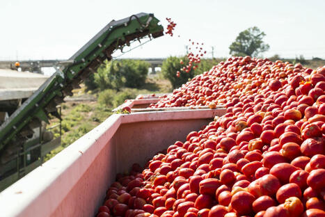 PORTUGAL : Over 300 jobs in tomato industry  | CIHEAM Press Review | Scoop.it