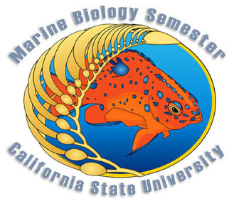 CSU Marine Biology Semester on Catalina Island, California | Coastal Restoration | Scoop.it