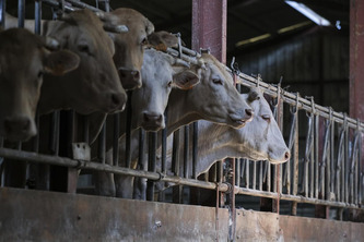 Dermatose nodulaire contagieuse&nbsp;: un nouveau foyer confirm&eacute; en Haute-Garonne, le bilan s&rsquo;alourdit &agrave; 115 | Politiques publiques et soci&eacute;t&eacute; | Scoop.it