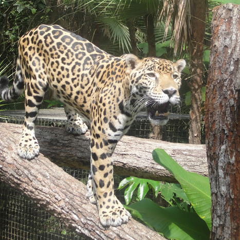 A Visit to the Belize Zoo | Cayo Scoop!  The Ecology of Cayo Culture | Scoop.it