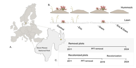 Original Paper in Basic Appl Ecol &bull; Rochefort Collaboration 2025 &bull; Standing tall together: Peatland vascular plants facilitate Sphagnum moss microtopography | Collaborations | Scoop.it