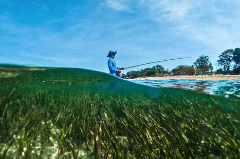 Indonesia eyes seagrass zoning for blue carbon; experts urge community benefits | Coastal Restoration | Scoop.it