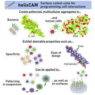 helixCAM: A platform for programmable cellular assembly in bacteria and human cells | SynBioFromLeukipposInstitute | Scoop.it