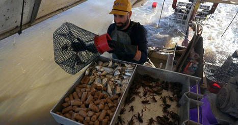 Drought takes devastating toll on Louisiana's crawfish industry - CBS News | Coastal Restoration | Scoop.it