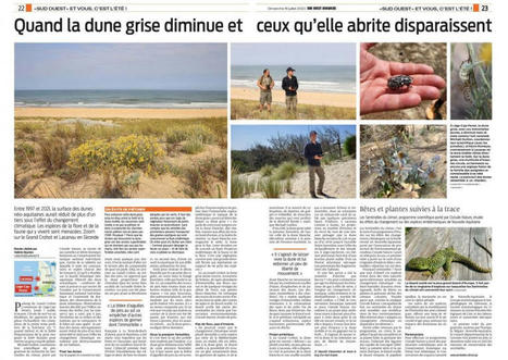 Dune grise : la presse relaie notre alerte sur sa disparition - Sentinelles du climat | Biodiversité | Scoop.it