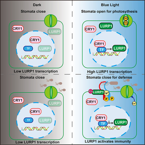 Cell Host Microbe: The blue-light receptor CRY1 serves as a switch to balance photosynthesis and plant defense (2025) | Publications from The Sainsbury Laboratory | Scoop.it