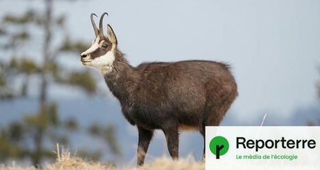 La préfecture du Doubs autorise l’abattage de 451 chamois | Biodiversité - @ZEHUB on Twitter | Scoop.it