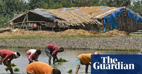 INDIA: Farmers panic over fertiliser shortages amid Iran war&nbsp; | ASIES | Scoop.it