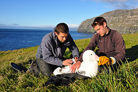 PEER: Largest seabird alters their foraging due to climate change | OUR OCEANS NEED US | Scoop.it