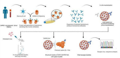 JCI - Structural characterization of human monoclonal antibodies targeting uncommon antigenic sites on spike glycoprotein of SARS-CoV | Immunology | Scoop.it