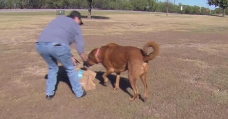 Zipline launches drone delivery in Burleson with special drop for shelter pets - CBS Texas | Remotely Piloted Systems | Scoop.it