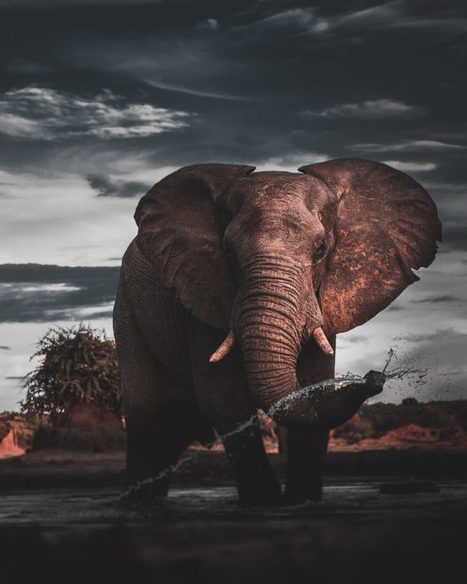 ¿En qué se parecen un trombón y un elefante? — | Ciencia-Física | Scoop.it