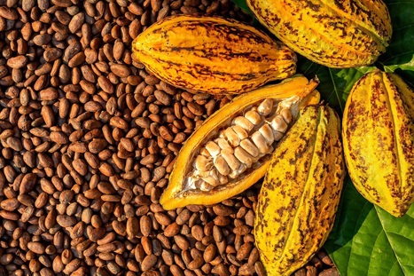 CACAO : pourquoi l’avenir de l’alliance Côte d’Ivoire-Ghana se joue aussi en Équateur | ALIMENTATIONS | Scoop.it