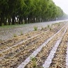 Conservation Agriculture Research Updates - May 2025