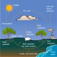 IELTS Writing Task 1: Cycle Diagram with Sample Answer | IELTS Writing Task 1 Practice | Scoop.it