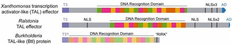 A TAL effector-like protein of an endofungal bacterium increases the stress tolerance and alters the transcriptome of the host - PNAS | TAL effector science | Scoop.it