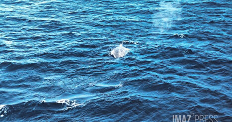 Saison des baleines : la pr&eacute;fecture rappelle les r&egrave;gles d&rsquo;observation, d&rsquo;approche et de mise &agrave; l&rsquo;eau | Revue de presse C&eacute;tac&eacute;s | Scoop.it