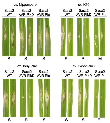 bioRxiv: Cross-reactivity of a rice NLR immune receptor to distinct effectors from the blast pathogen leads to partial disease resistance (2019) | Plants and Microbes | Scoop.it