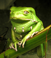 Amphbian Education Resources! | Rainforest CLASSROOM | Scoop.it