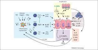 Targeting the IL-17–TH17 pathway | Immunology and Biotherapies | Scoop.it