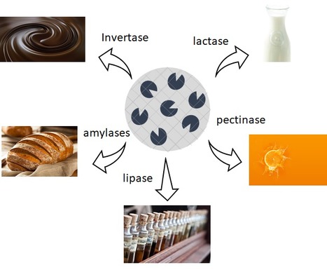 Recent Developments in Enzyme Immobilization for Food Production | iBB | Scoop.it