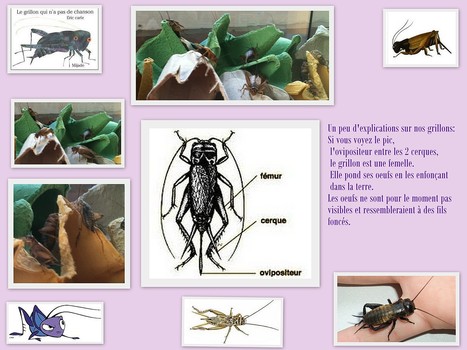 Comment reconnaître un mâle d'une femelle grillon ? | Variétés entomologiques | Scoop.it