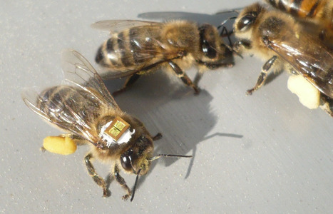 Insecticides n&eacute;onicotino&iuml;des : le grand massacre | EntomoNews | Scoop.it