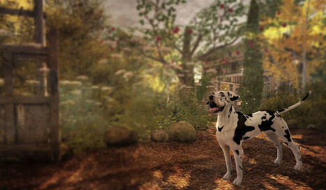 Dog In The Woods | � Frog Hollow soul2soulsl.com Second Lif… | Second Life Exploring Destinations | Scoop.it