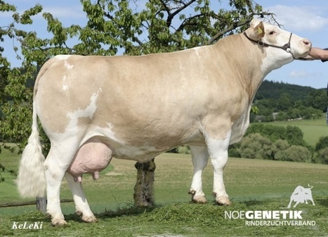 [Reportage] L'Autriche laitière : Des vaches simmental à plus de 100 000 kg dans l'élevage Stockinger | Lait de Normandie... et d'ailleurs | Scoop.it