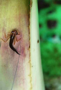 Les Broméliacées de Guyane : des micro-écosystèmes étudiés à la loupe | EntomoNews | Scoop.it