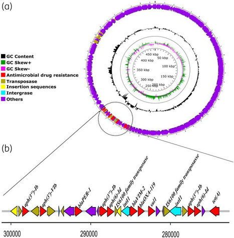 Sepsis néonatal dû à Pseudomonas aeruginosa coproducteur de NDM-1 et VIM-2 au Maroc | Life Sciences Université Paris-Saclay | Scoop.it