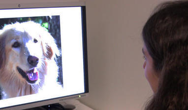 Empathetic people experience dogs’ expressions more strongly | University of Helsinki | Empathy and Animals | Scoop.it