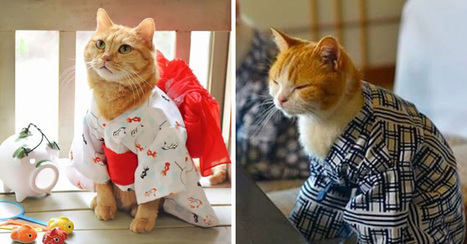 Cats in Kimonos Are Now A Thing In Japan, And We Frankly Don't Know What To Think | Strange days indeed... | Scoop.it