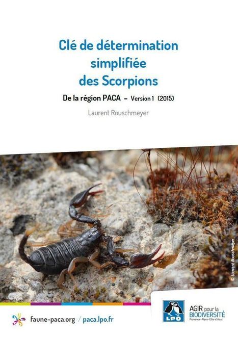 Clé de détermination simplifiée des Scorpions de la région PACA | Insect Archive | Scoop.it
