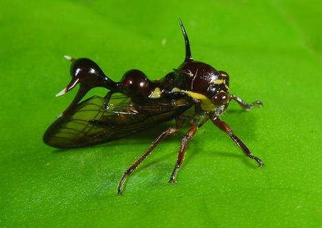 [Photos] Arthur Anker | EntomoScience | Scoop.it
