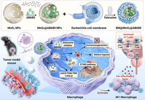 Nano-bionic bacteria armed adoptive macrophage therapy against bladder cancer | mtb | RMH | Scoop.it
