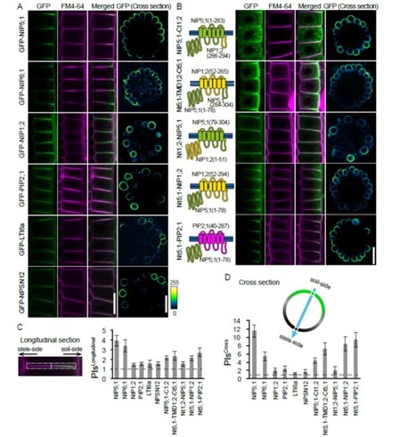 Polar Localization of the NIP5;1 Boric Acid Channel Is Maintained by Endocytosis and Facilitates Boron Transport in Arabidopsis Roots ($) | The Plant Cell | Scoop.it