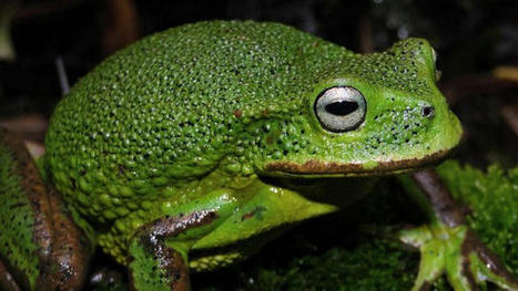 Pérou : une nouvelle espèce de grenouille découverte en forêt amazonienne | Histoires Naturelles | Scoop.it