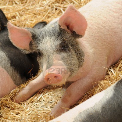 Pigtrop - tout sur l'élevage porcin et les filières porcines des pays du Sud | SCIENCES DE L' ANIMAL | Scoop.it