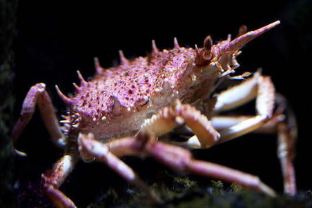 « L’araignée de mer hérissée » a été pêchée par - 50 m au large de Toulon | EntomoNews | Scoop.it