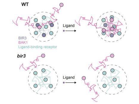 bioRxiv:&nbsp;Plasma membrane nanoscale dynamics of Arabidopsis leucine-rich repeat receptor kinase complexes (2026) | Publications from The Sainsbury Laboratory | Scoop.it