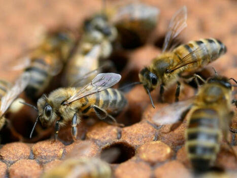 Néonicotinoïdes: des motifs d'inquiétudes pour la santé humaine mais manque d'études d'ampleur | Alimentation Santé Environnement | Scoop.it