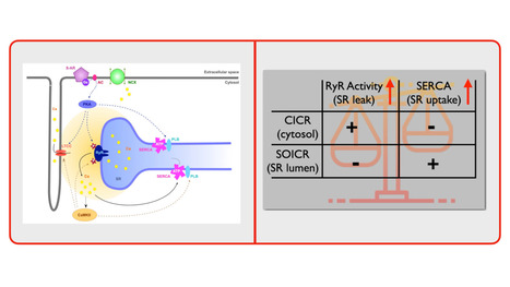 Calcium cardiaque : un &eacute;quilibre fragile au c&oelig;ur des arythmies | Life Sciences Universit&eacute; Paris-Saclay | Scoop.it