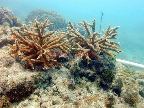 En 2024, la Guadeloupe perdra probablement une partie de ses coraux - France Antilles | Biodiversité | Scoop.it